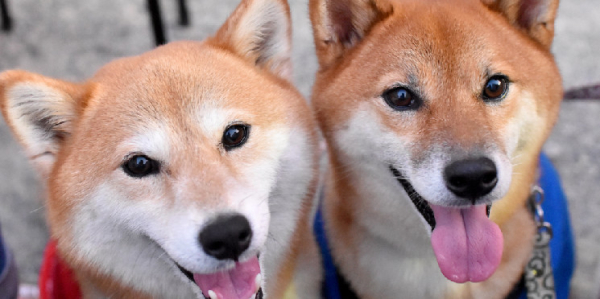 Ethereum, Dogecoin and Bitcoin Cash Are Benefiting From BTC's Rally Ethereum, Dogecoin and Bitcoin Cash Are Benefiting From BTC's Rally