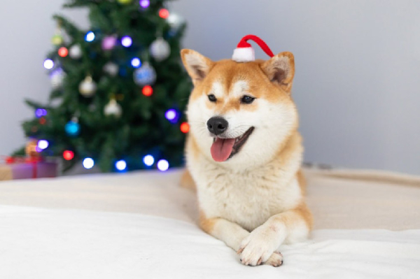 Machine learning algorithm predicts DOGE price for Xmas Machine learning algorithm predicts DOGE price for Xmas