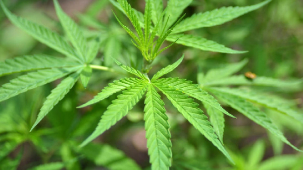 Indonesian Authorities Bust Synthetic Marijuana Lab Supported by Crypto Indonesian Authorities Bust Synthetic Marijuana Lab Supported by Crypto